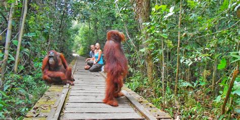  マングローブの森を冒険！カリマンタンの「タンジュン・プルット国立公園」で野生動物と触れ合おう！